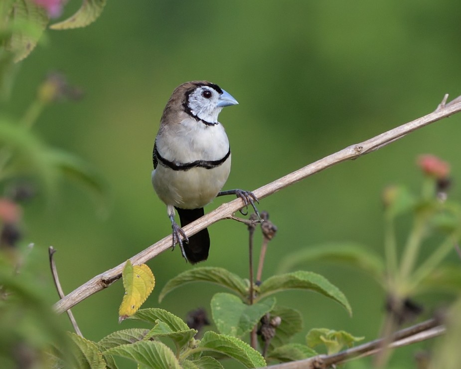 Double-barred Finch - ML533146601