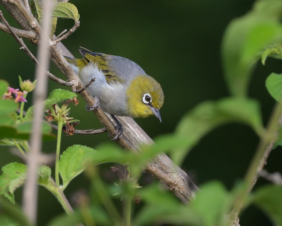 Silvereye - ML533146681