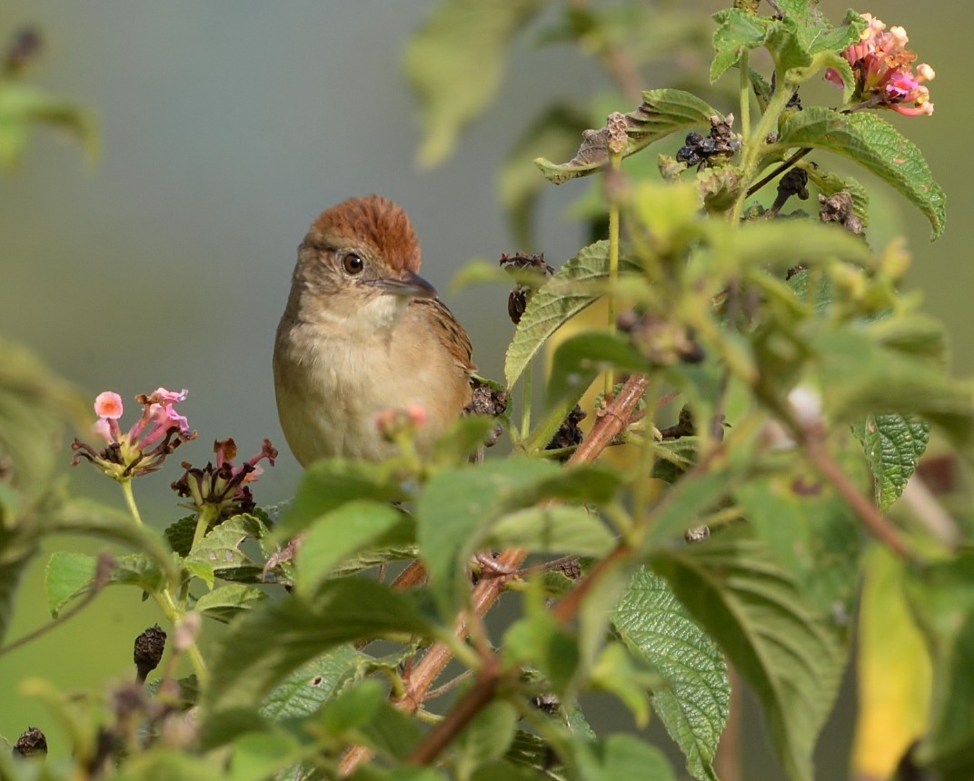 Tawny Grassbird - Peter Storer