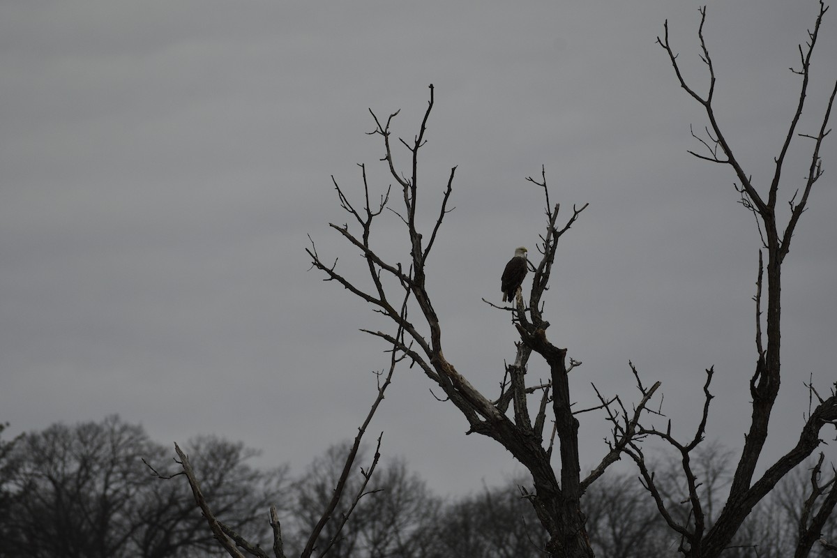 Bald Eagle - Daniel King