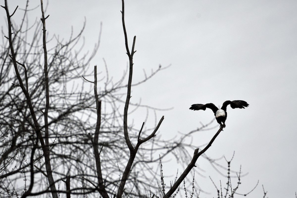 Bald Eagle - ML533148601