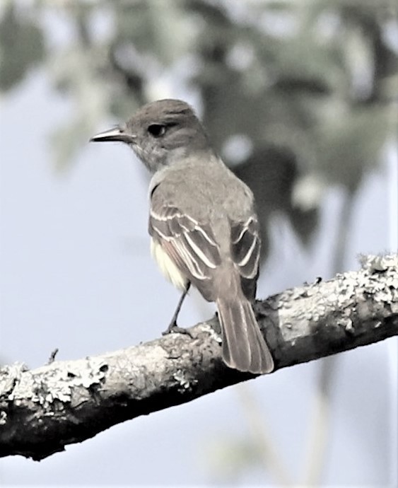 Ash-throated Flycatcher - ML533148651