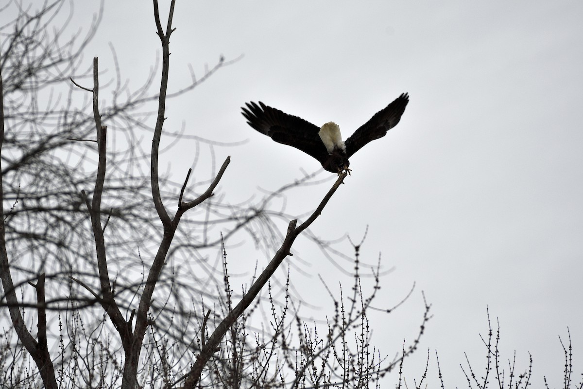 Bald Eagle - Daniel King