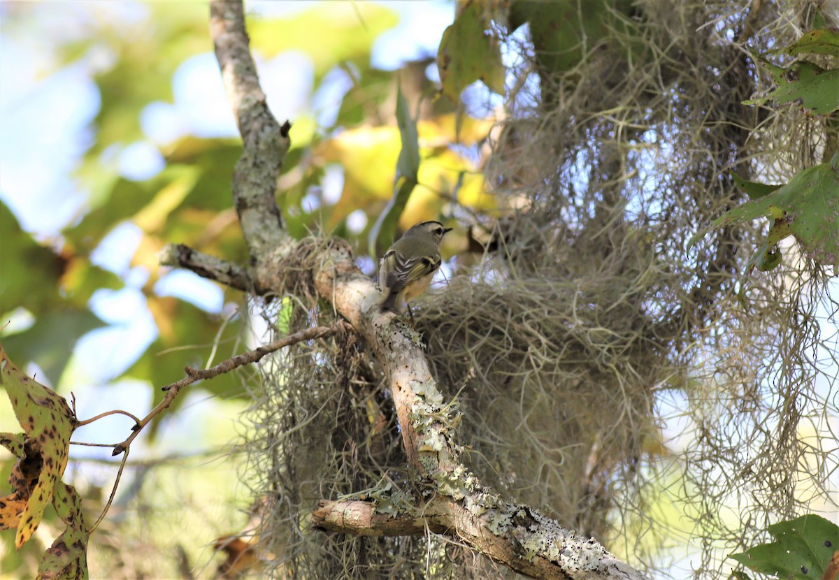 Golden-crowned Kinglet - ML533148721