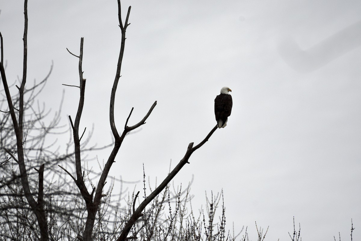 Weißkopf-Seeadler - ML533148761