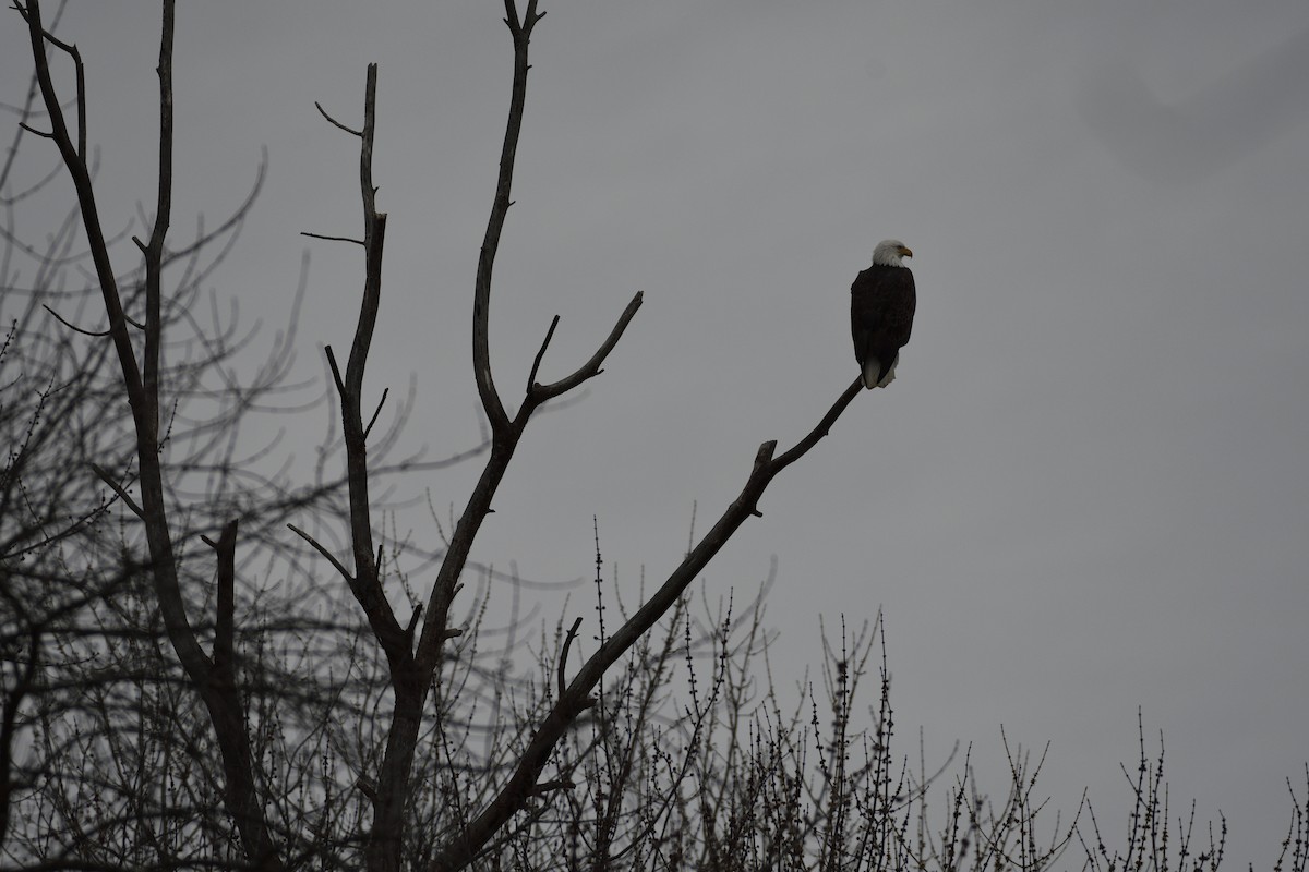 Weißkopf-Seeadler - ML533148771