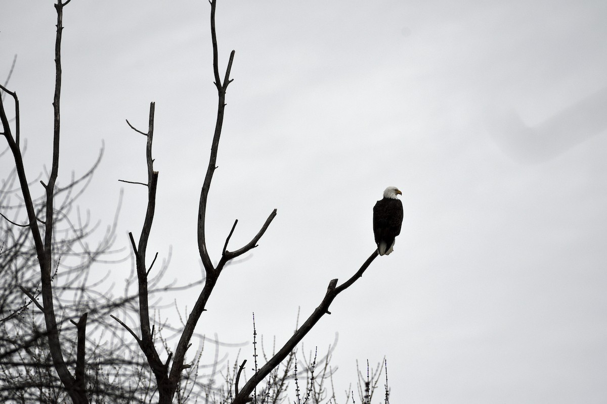 Bald Eagle - ML533148781