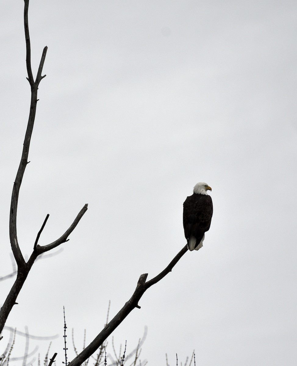 Bald Eagle - Daniel King