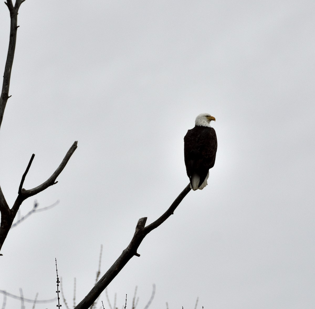 Bald Eagle - ML533148801