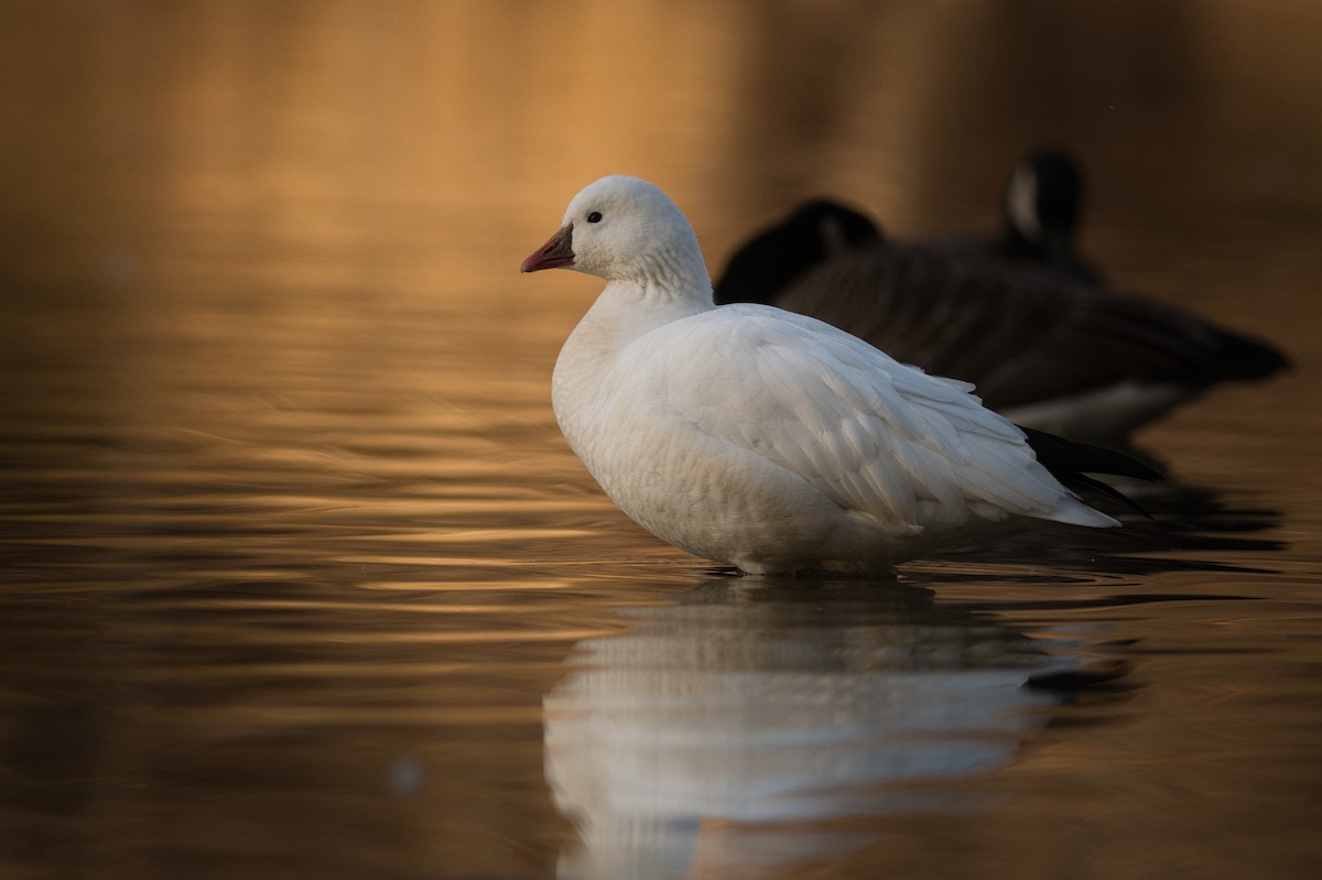 Ross's Goose - Gabe LaCount