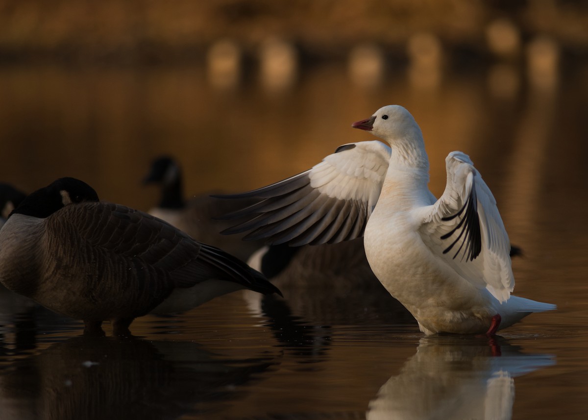 Ross's Goose - ML533149051