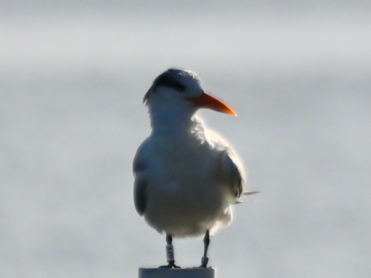 Royal Tern - ML533150901