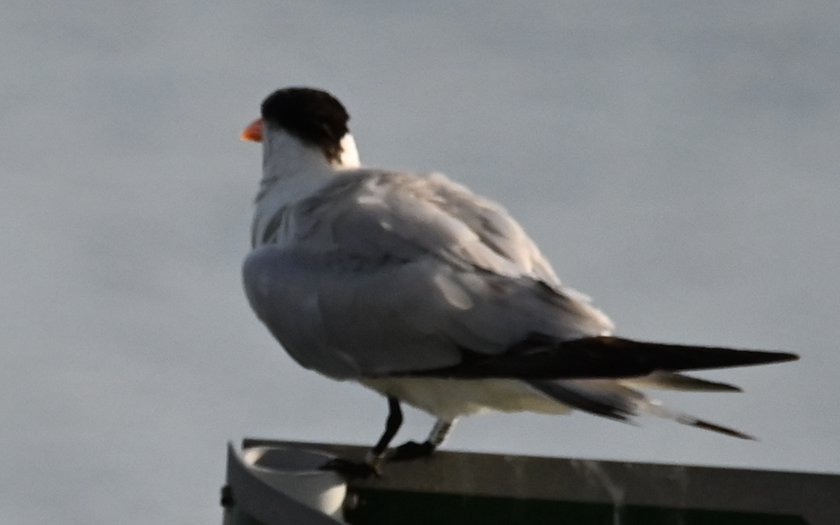 Royal Tern - ML533150911