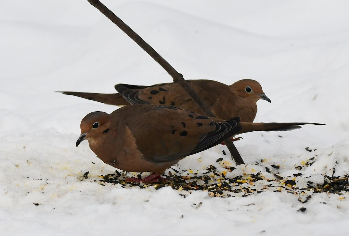 Mourning Dove - ML533151061