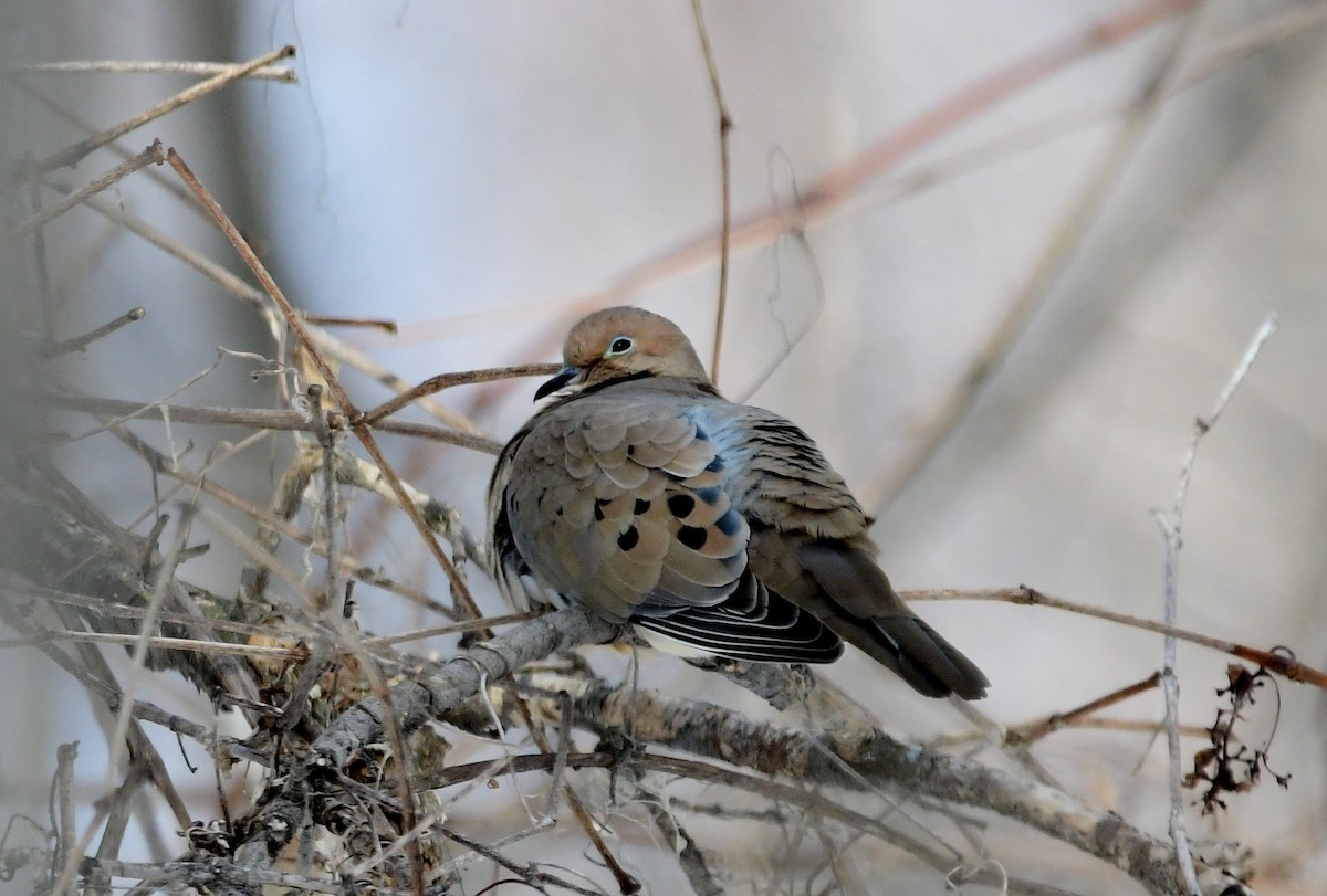 Mourning Dove - ML533151211