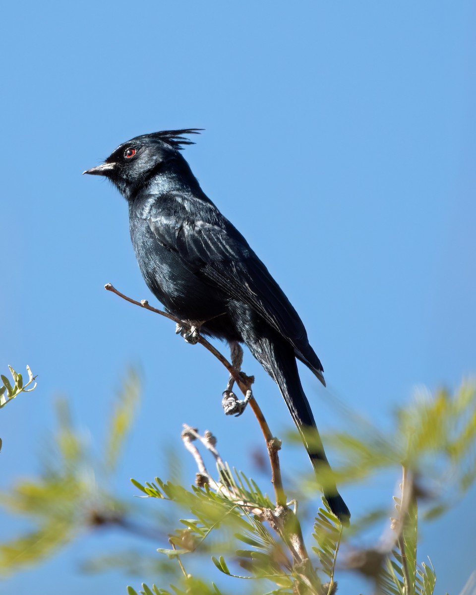 Phainopepla - LINDA & NICK MOLATORE