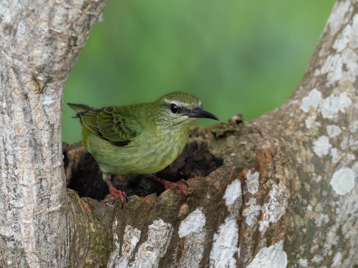 Red-legged Honeycreeper - ML533152241