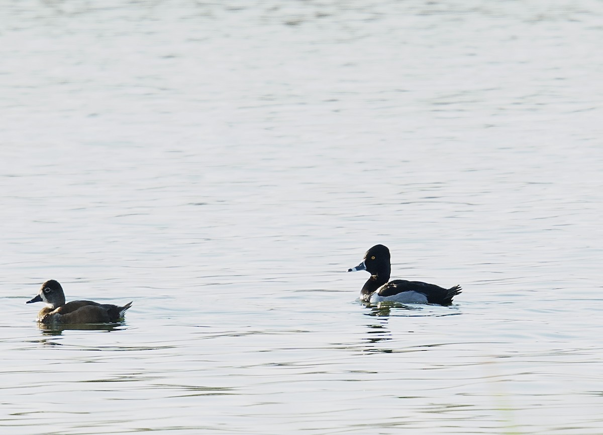 Ring-necked Duck - Kelly McDowell