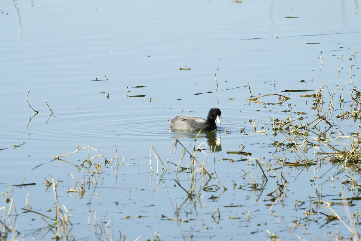 American Coot - ML533153151