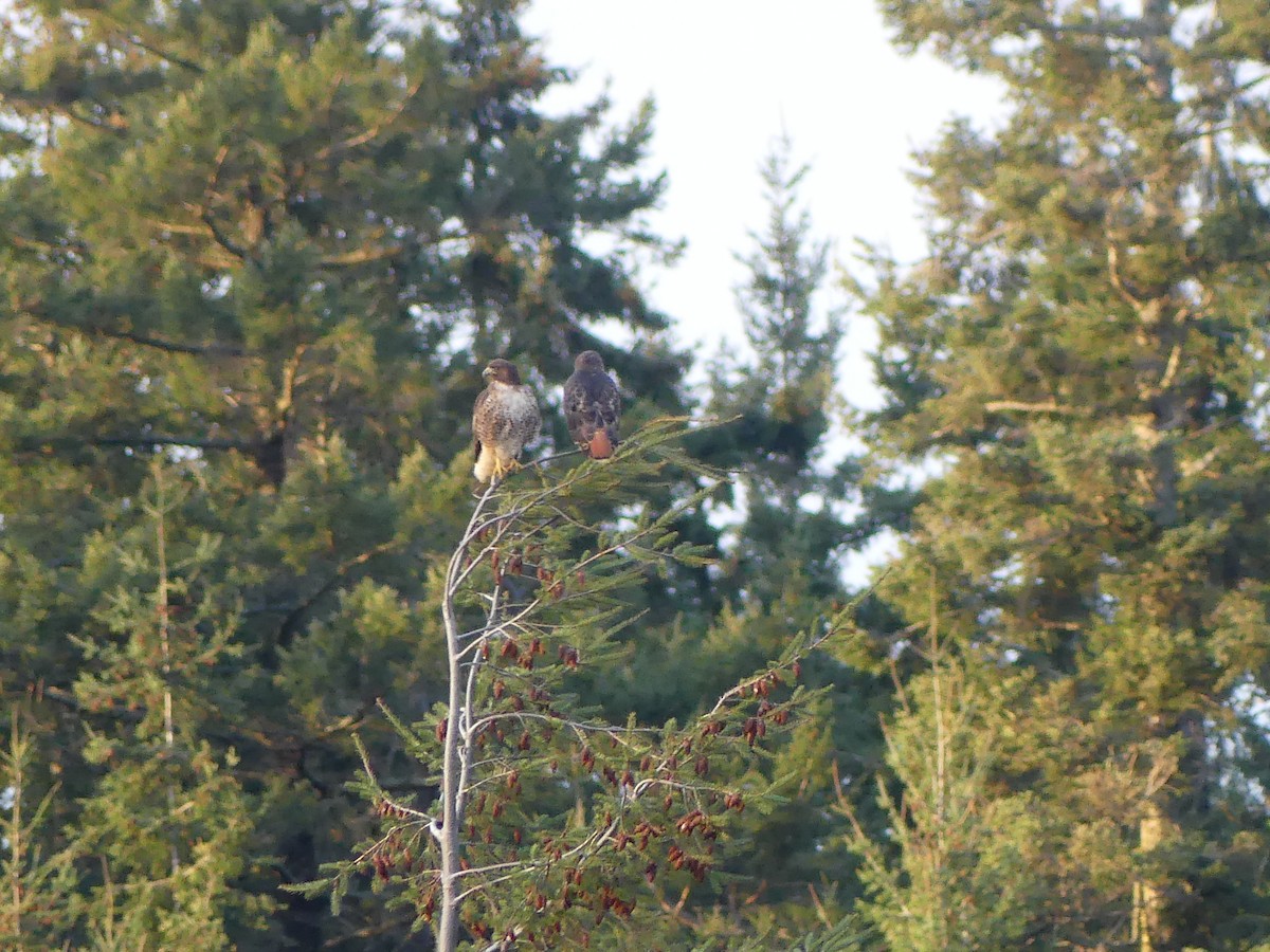 Red-tailed Hawk - ML533153241