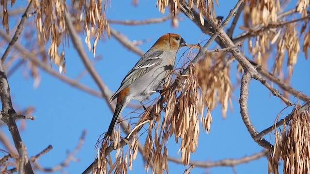 Pine Grosbeak - ML533154121