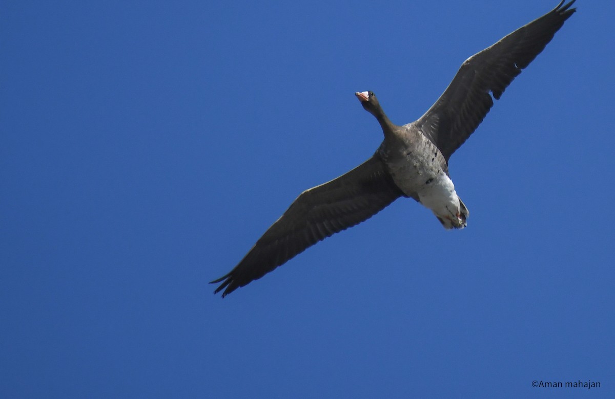 Greater White-fronted Goose - ML533155381