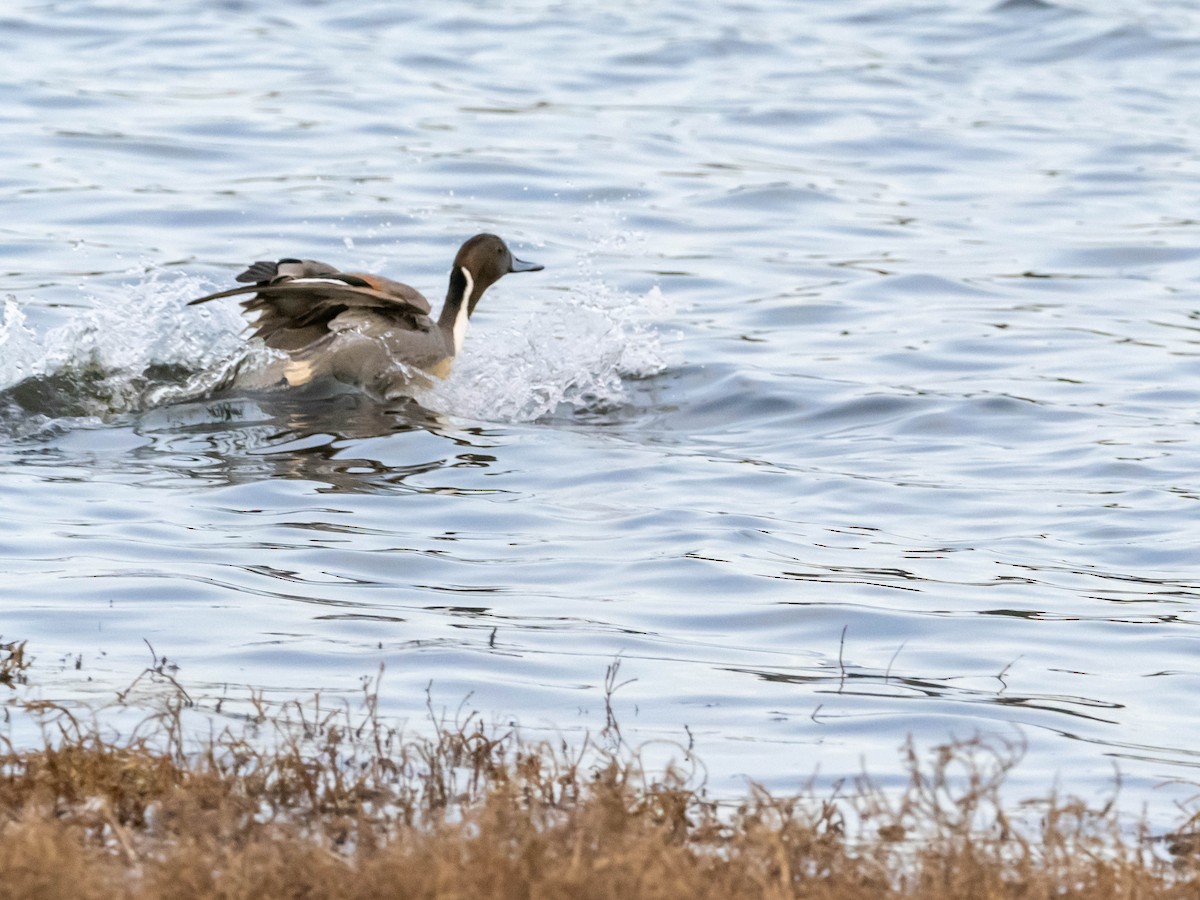 Northern Pintail - ML533156381