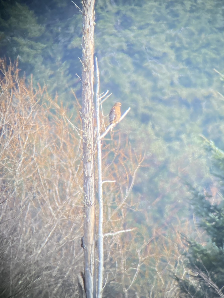 Red-shouldered Hawk - ML533156981