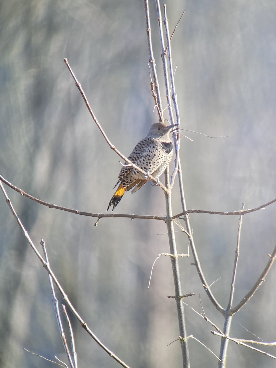 Northern Flicker (Yellow-shafted x Red-shafted) - ML533157161