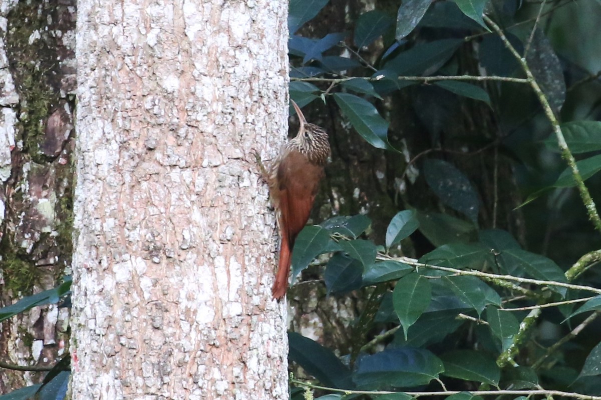 Streak-headed Woodcreeper - ML533157391