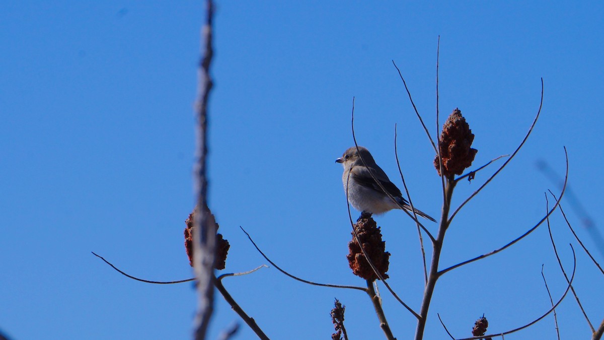 Alcaudón Boreal - ML53315751