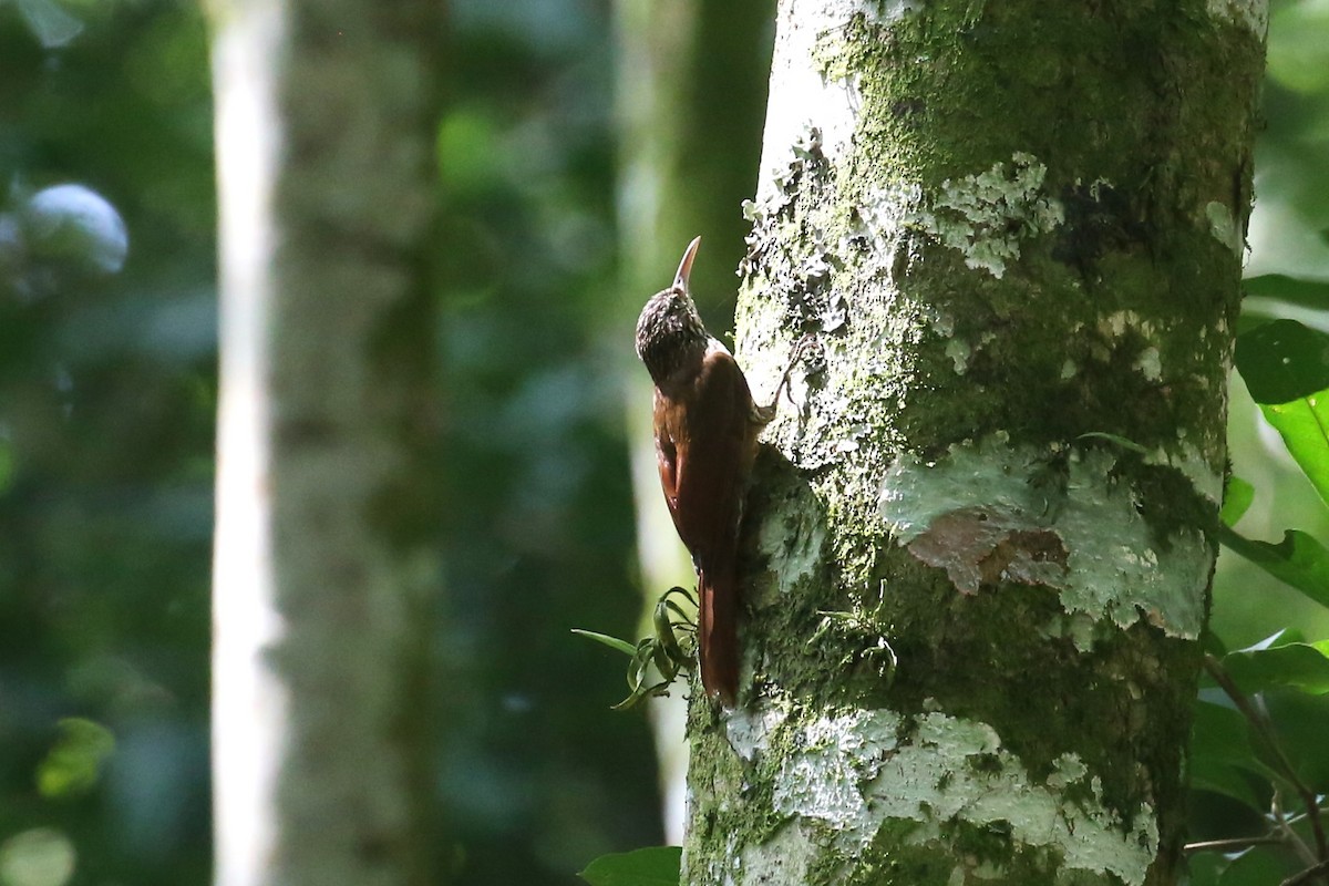 Streak-headed Woodcreeper - ML533157711