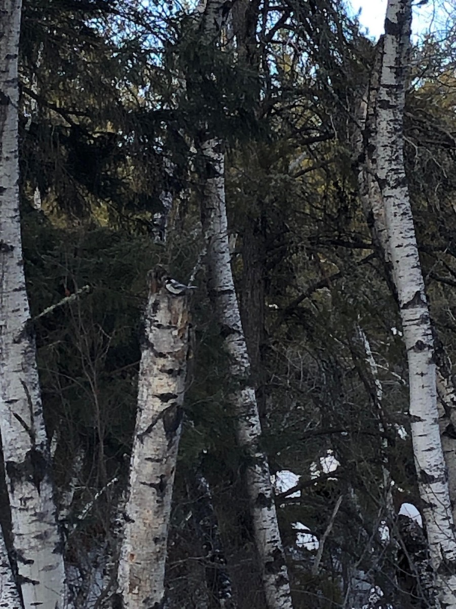 Black-capped Chickadee - ML533158461