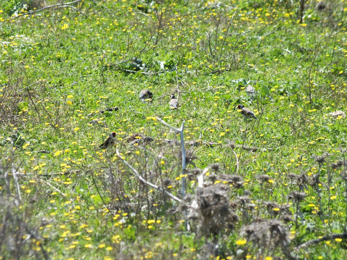 European Goldfinch - ML53315861