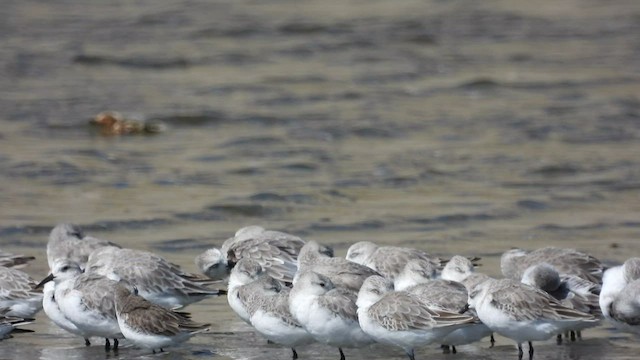 Bécasseau sanderling - ML533158841