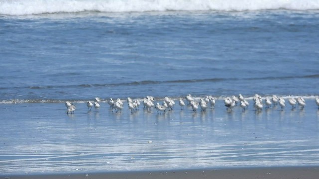 Bécasseau sanderling - ML533159021