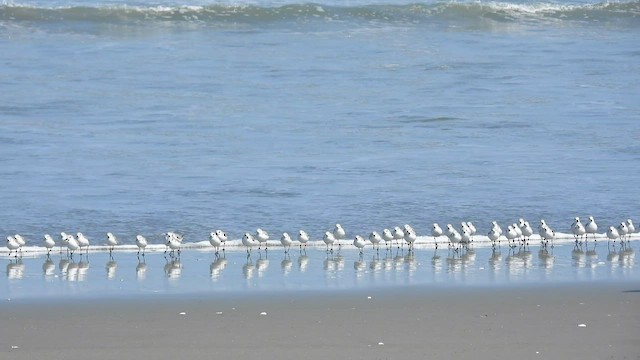 Bécasseau sanderling - ML533159041