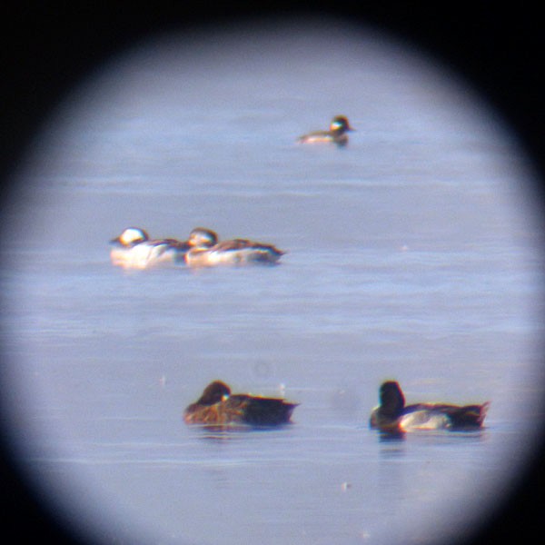 eBird Checklist - 3 Apr 2017 - Alviso Marina County Park (please use a ...