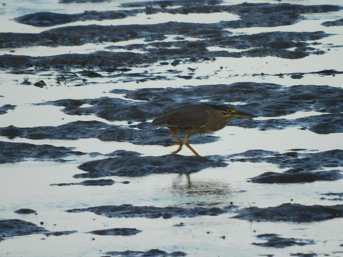 Striated Heron - George Vaughan