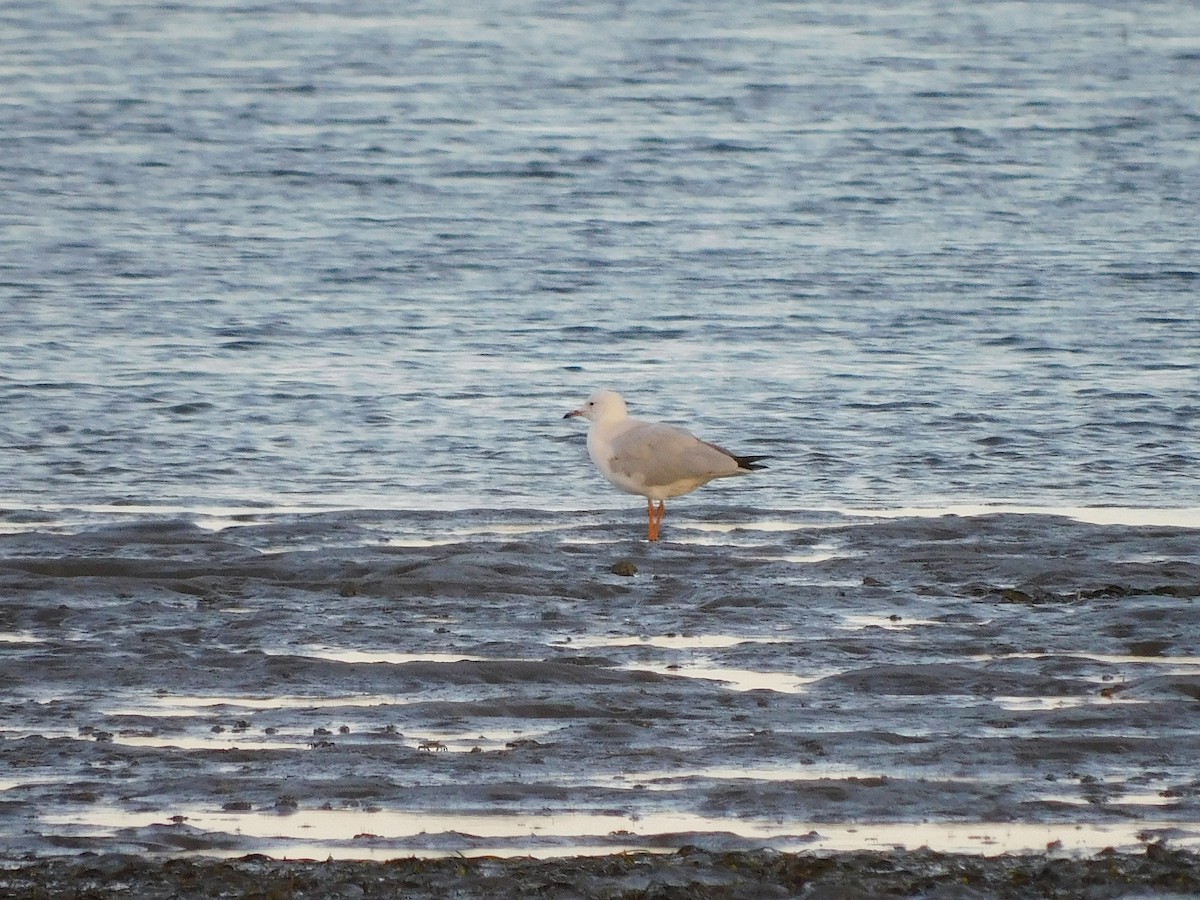 Mouette argentée - ML533161821