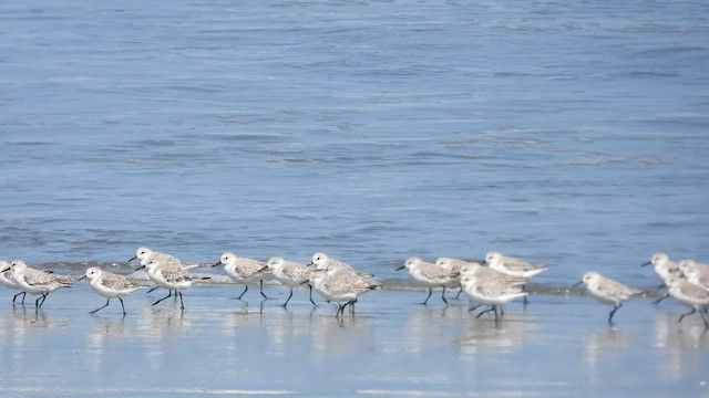 Bécasseau sanderling - ML533162191