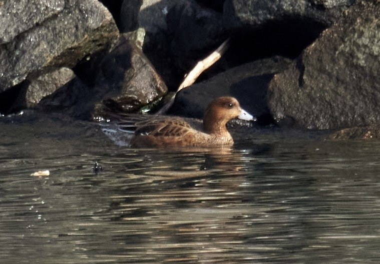 Eurasian Wigeon - ML533164731