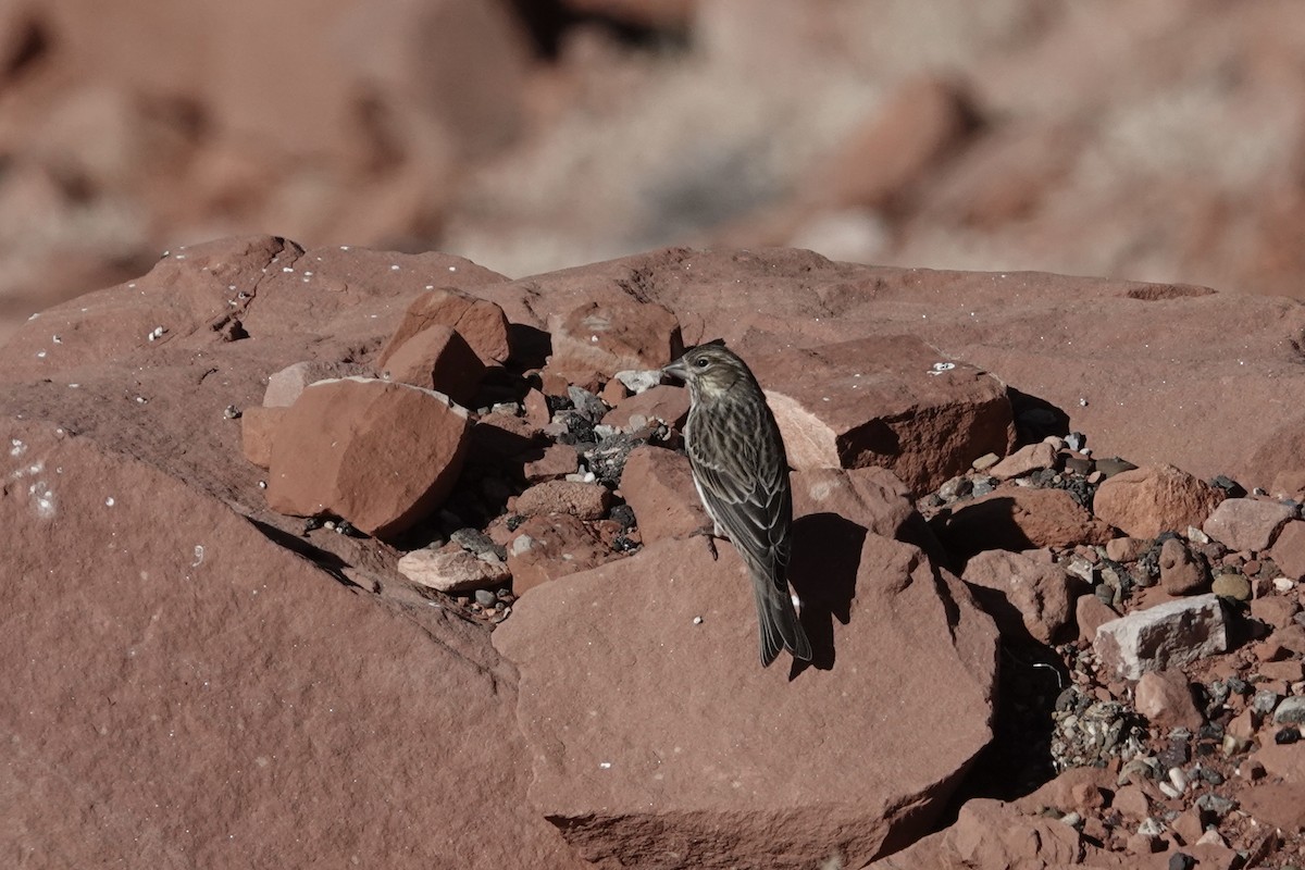 Cassin's Finch - ML533165621