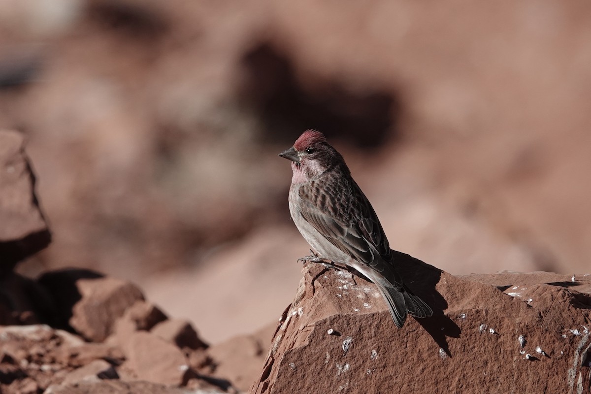 Cassin's Finch - ML533165631