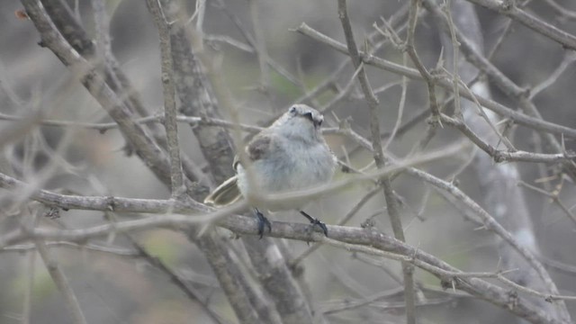 Tumbes Tyrannulet - ML533166031