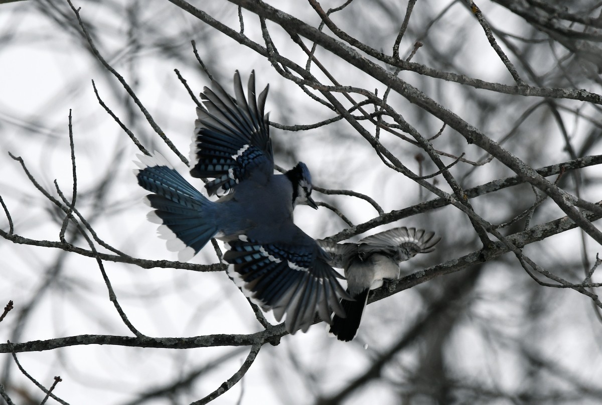 Northern Shrike - jean pierre machet