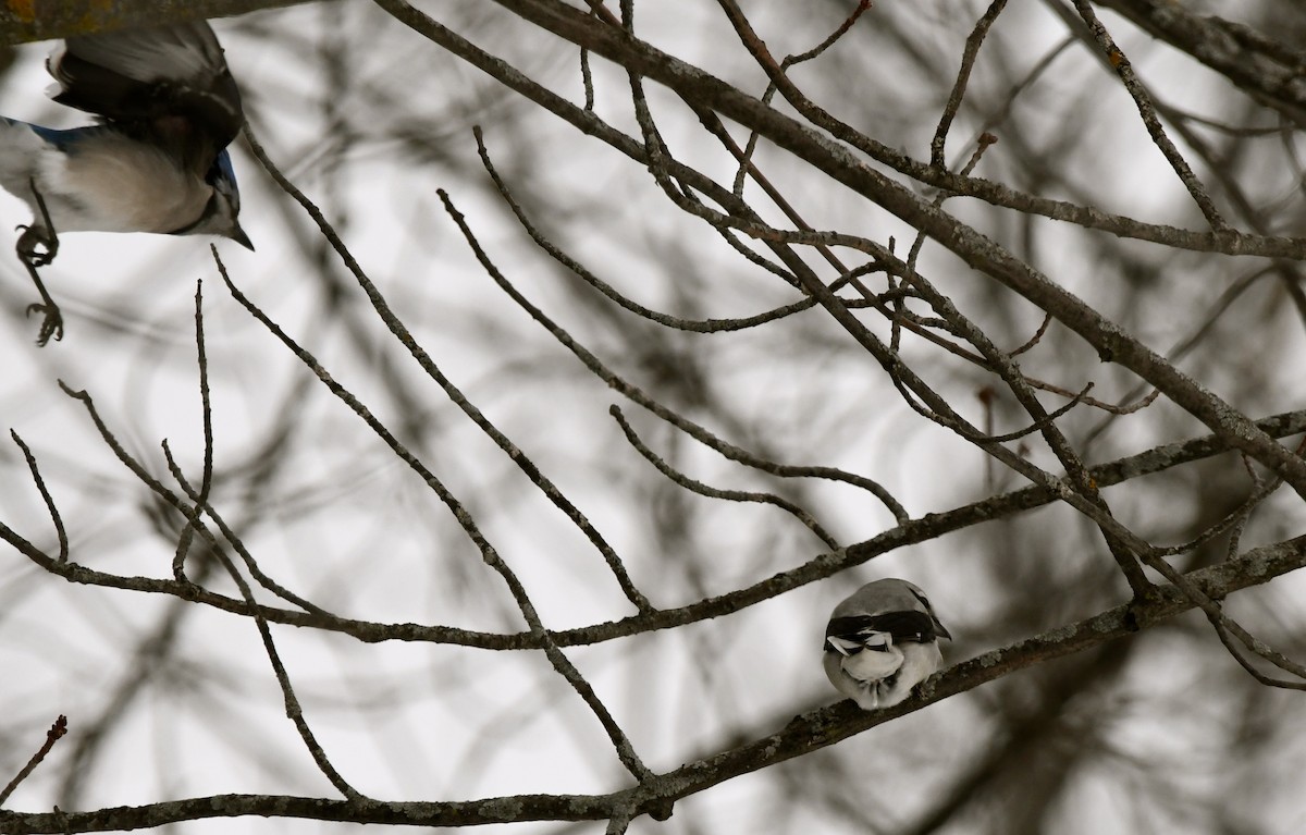 Northern Shrike - jean pierre machet