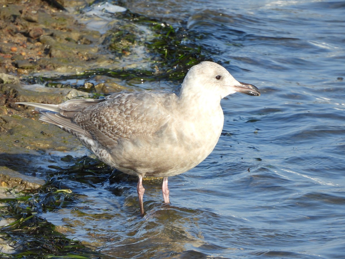 Glaucous-winged Gull - ML533166291