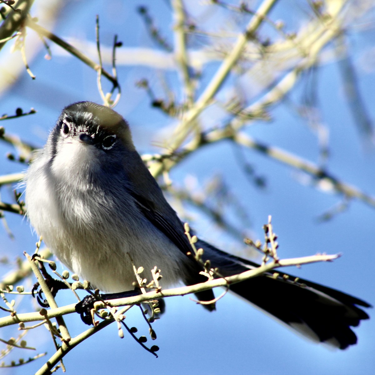 Black-tailed Gnatcatcher - ML533166591