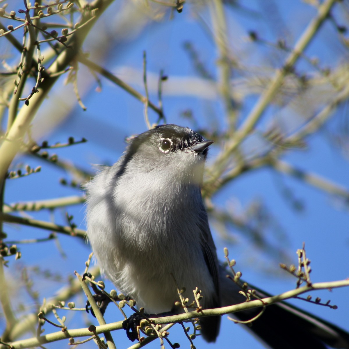 Black-tailed Gnatcatcher - ML533166601